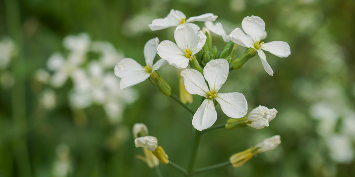 Fleurs de Brassica