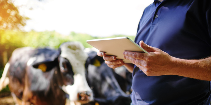 Homme avec une tablette dans les mains à côté de vaches