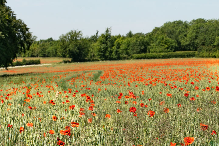 Champ de coquelicot