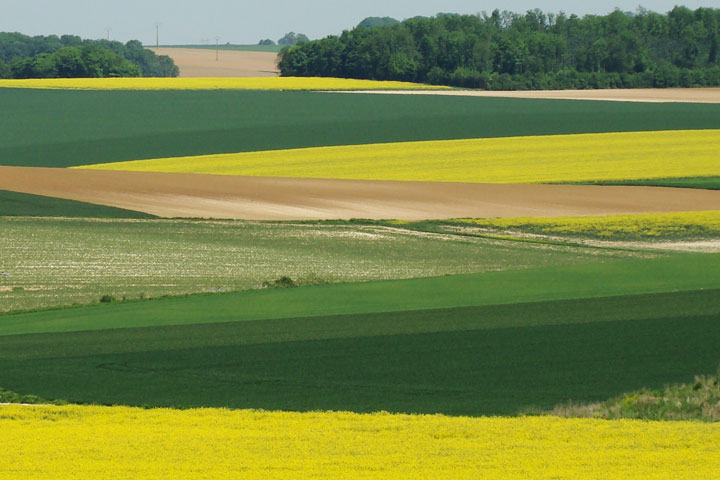 Champs cultivés