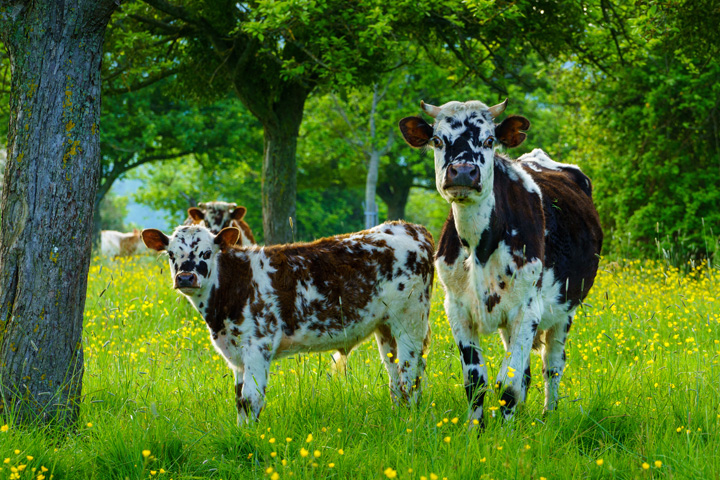 Vaches dans un champ