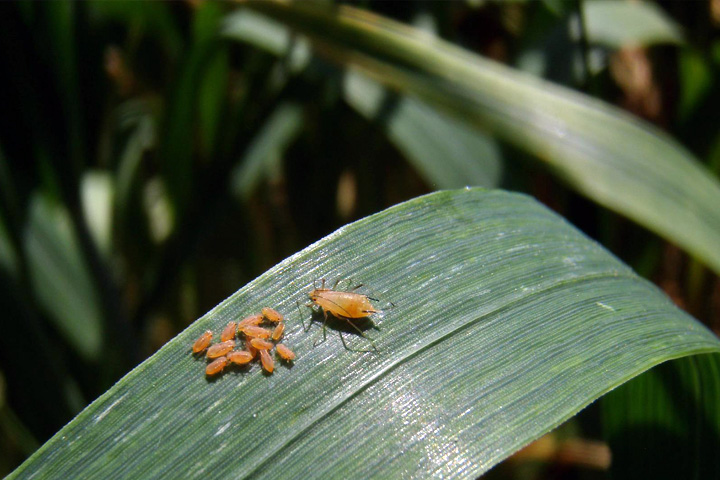 Nuisibles sur une feuille